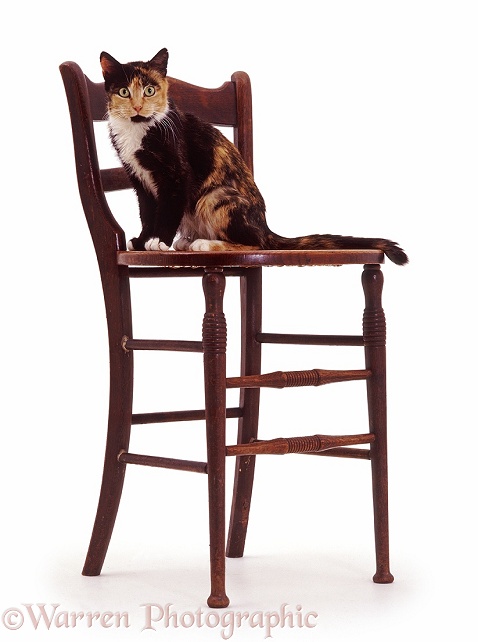 Tortoiseshell cat, Tortie-toes, on a high cello chair, white background