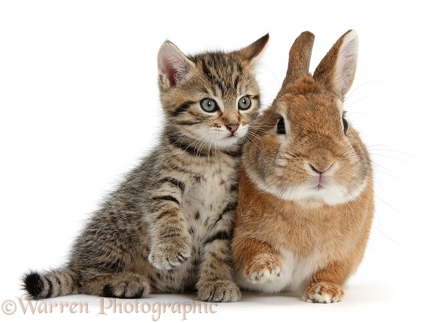 Cute tabby kitten, Stanley, 7 weeks old, with Netherland Dwarf-cross rabbit, Peter, both with a synchronised raised paw, white background