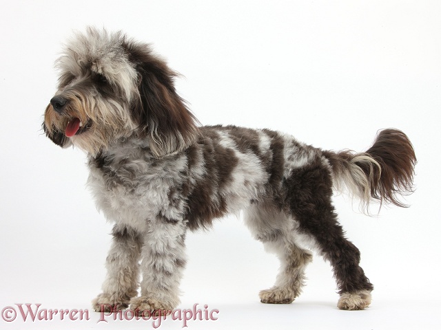 Fluffy black-and-grey Daxie-doodle, Pebbles, standing, white background