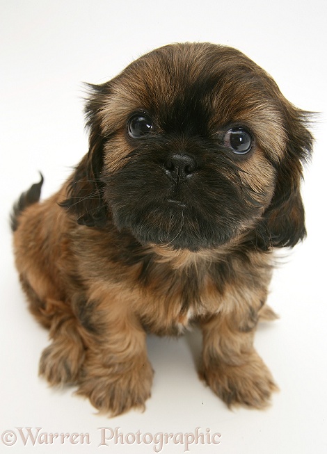 Cavazu (Cavalier King Charles Spaniel x Shih-Tzu) pup sitting looking up, white background