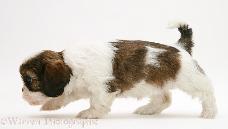 Cavazu (Cavalier King Charles Spaniel x Shih-Tzu) pup walking across, white background