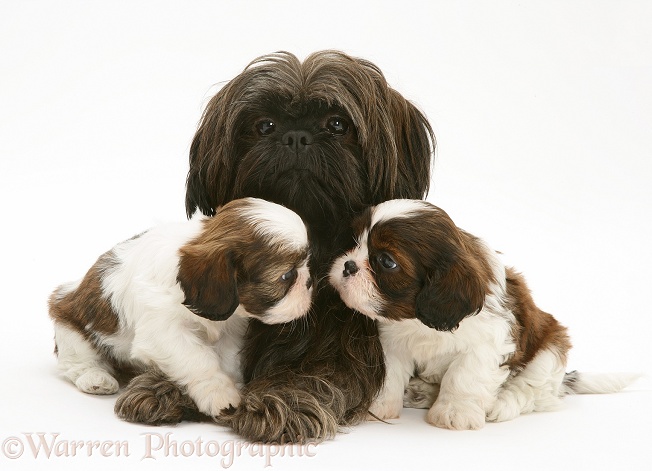 Mother Shih-tzu with two Cavazu (Cavalier King Charles Spaniel x Shih-Tzu) pups, white background
