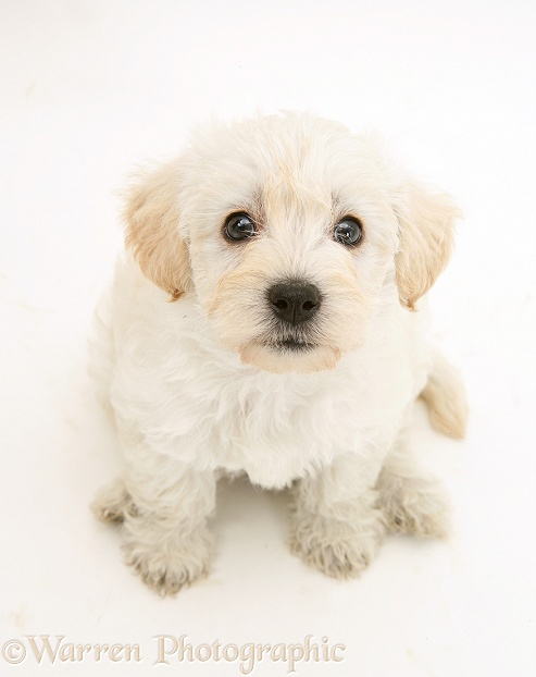 Woodle (West Highland White Terrier x Poodle) pup looking up, white background
