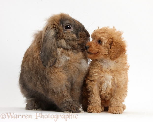 Cute red Toy Poodle puppy and Lionhead Lop rabbit, Dibdab, white background
