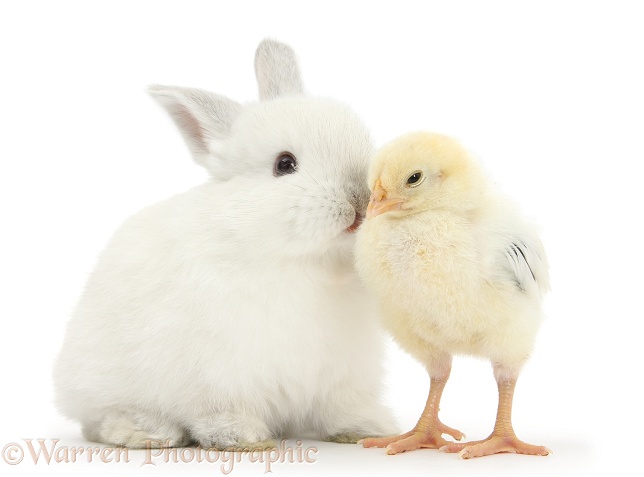 White rabbit kissing a yellow bantam chick, white background