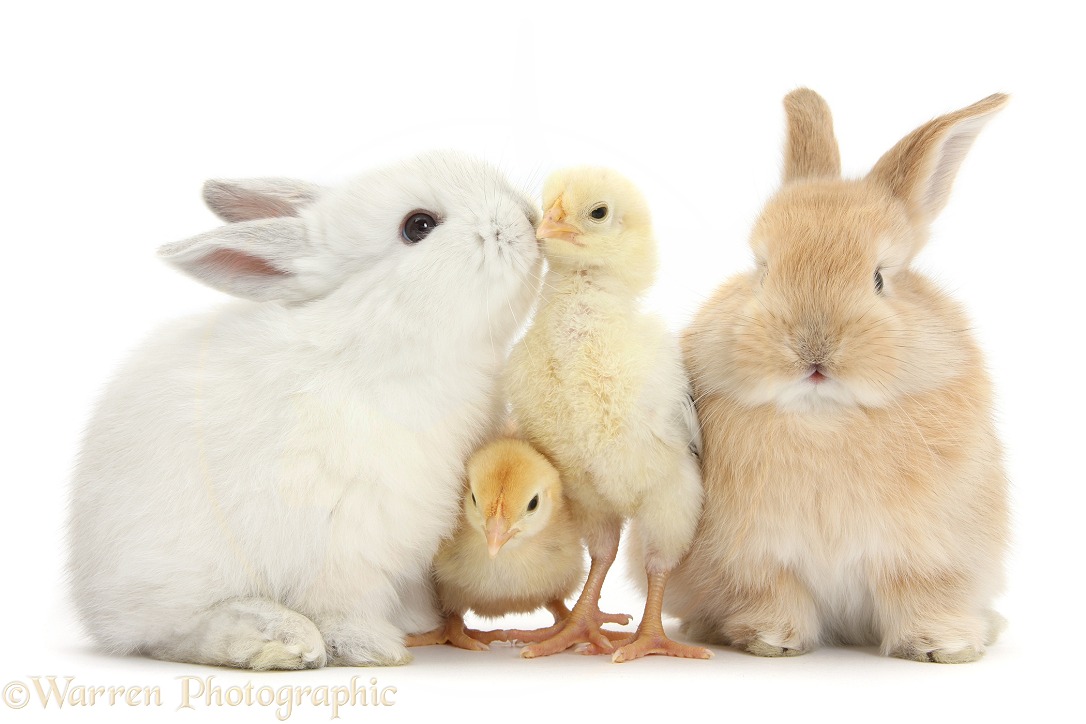 Sandy and white rabbits and yellow bantam chicks, white background