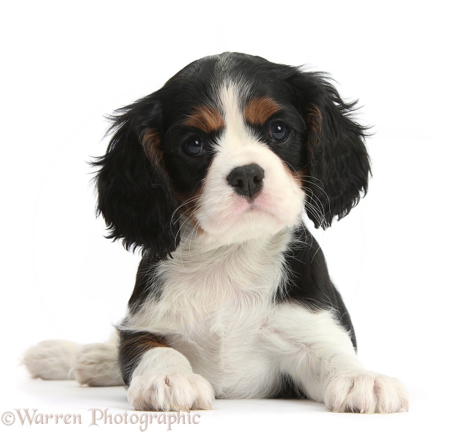 Tricolour Cavalier King Charles Spaniel puppy lying with head up, white background