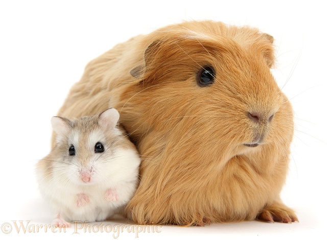 Ginger Guinea pig and Roborovski Hamster, white background