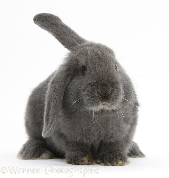 Blue-grey floppy-eared rabbit, white background