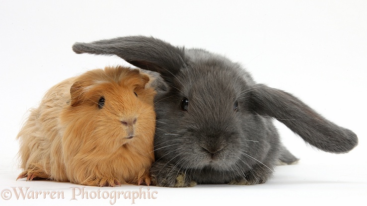 Ginger Guinea pig and blue-grey floppy-eared rabbit snuggling together, white background
