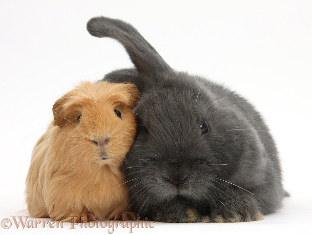 Ginger Guinea pig and blue-grey floppy-eared rabbit snuggling together, white background