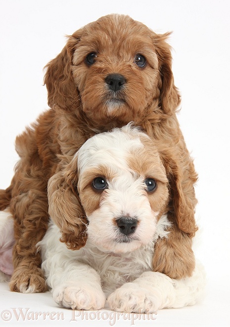 Cute red and red-and-white Cavapoo puppies, 5 weeks old, hugging, white background