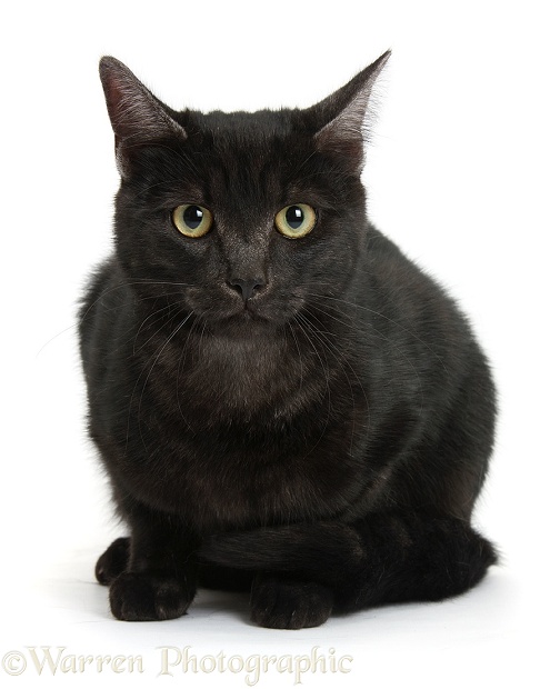 Black cat crouching, white background