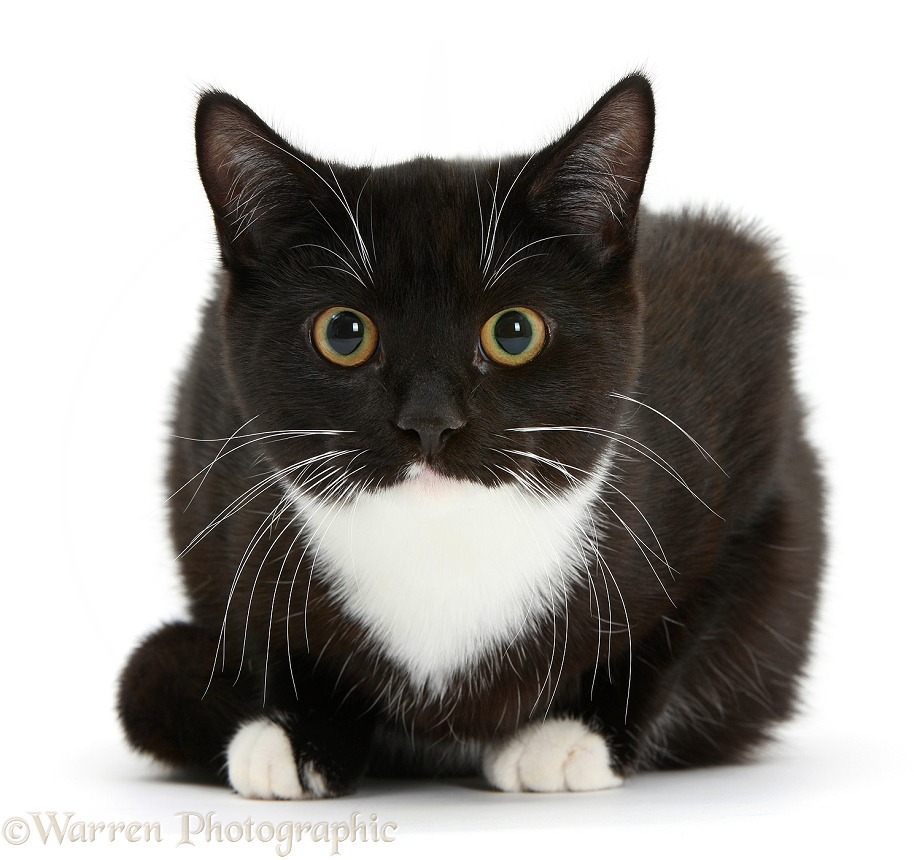 Black-and-white cat crouching, white background