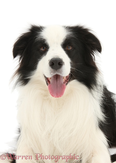 Black-and-white Border Collie stud dog, Ben, lying with head up, white background
