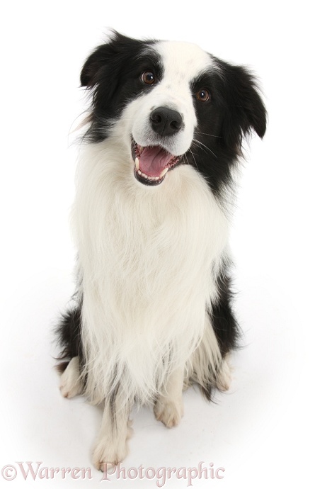 Black-and-white Border Collie stud dog, Ben, sitting and looking up, white background
