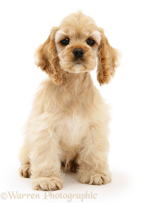 Buff American Cocker Spaniel pup, China, 10 weeks old, standing, white background