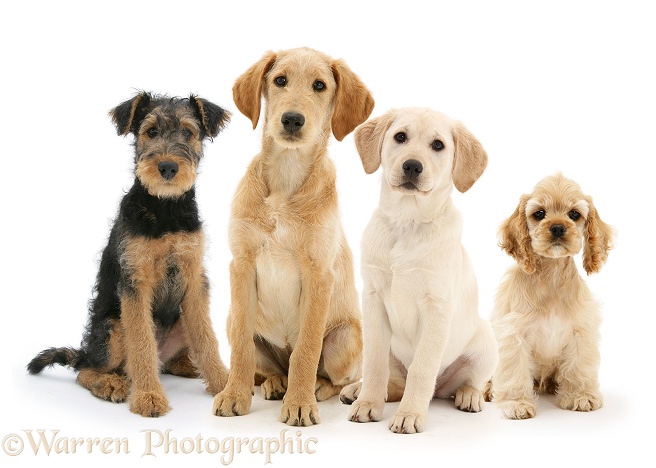 Airedale Terrier bitch pup, Molly, 3 months old, Labradoodle pup, Maddy, Yellow Labrador Retriever pup, 3 months old, and Buff American Cocker Spaniel pup, China, 10 weeks old, white background
