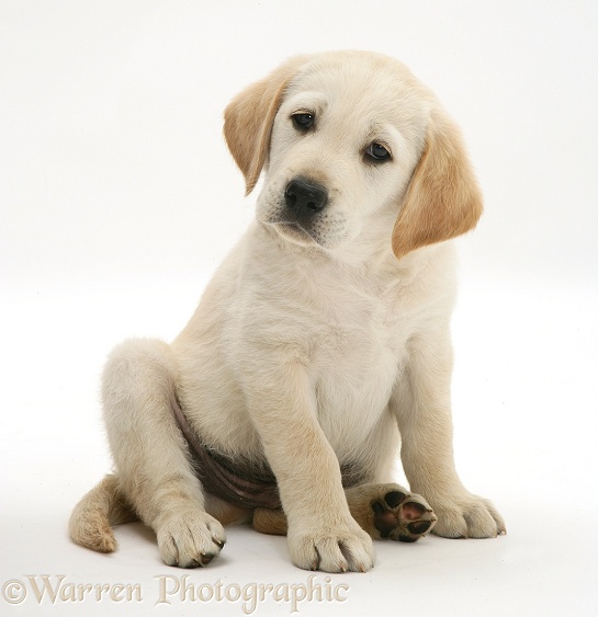 Yellow Goldador Retriever pup, sitting, white background