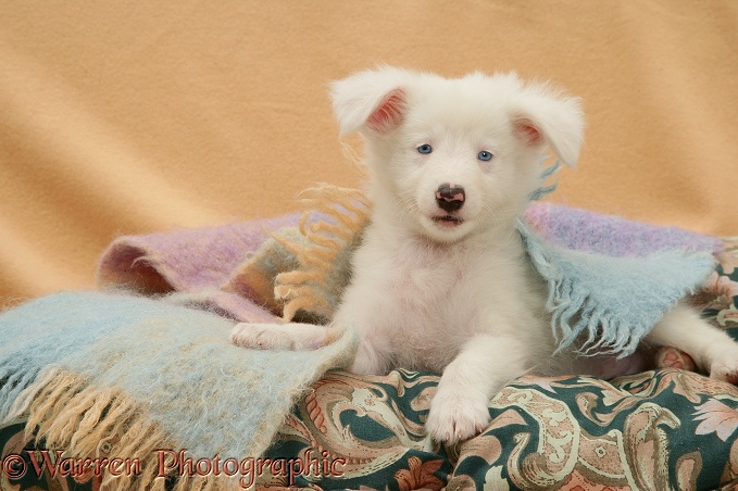 Blue-eyed white Shetland Sheepdog pup, under a blanket