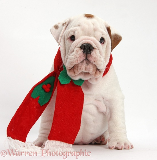 Mostly white Bulldog puppy wearing Santa hat and scarf, white background