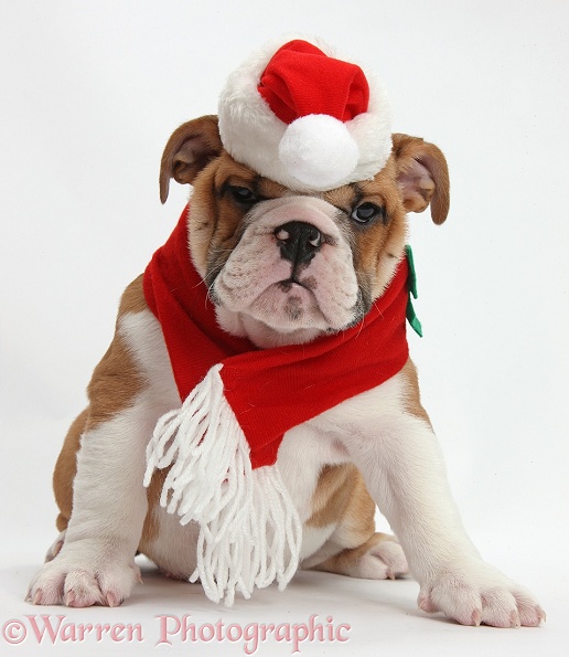 Bulldog puppy wearing Santa hat and scarf, white background