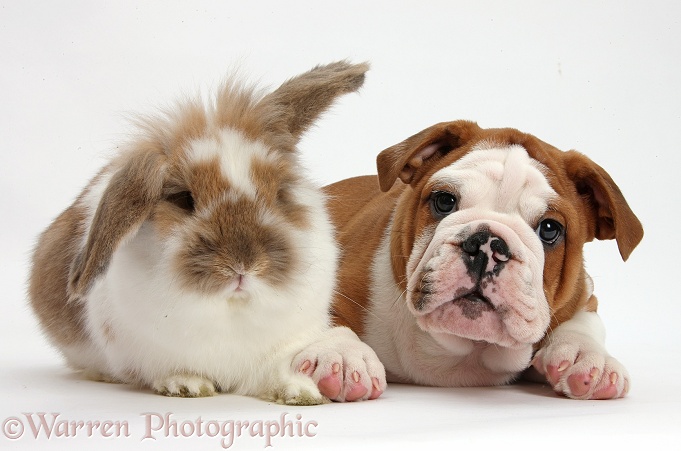 Bulldog puppy and Lionhead-Lop rabbit, white background