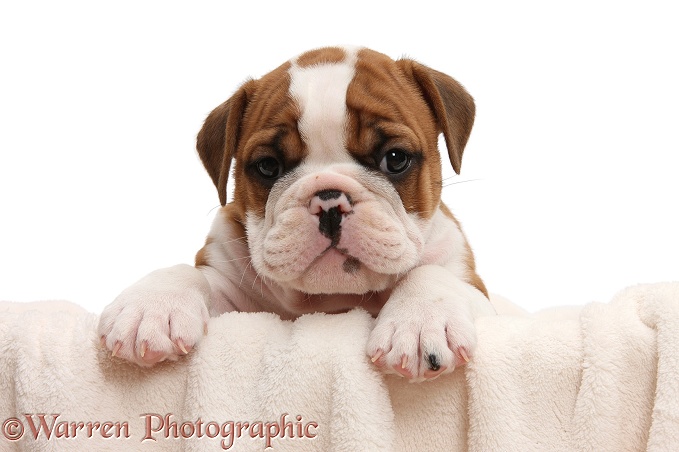 Cute bulldog pup, 5 weeks old, with paws over, white background