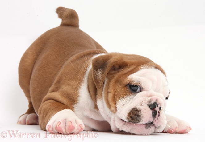 Cute playful bulldog pup, 5 weeks old, in play-bow stance, white background