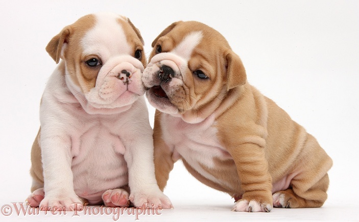 Two cute Bulldog pups, 5 weeks old, white background