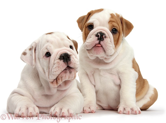 Two bulldog puppies, white background
