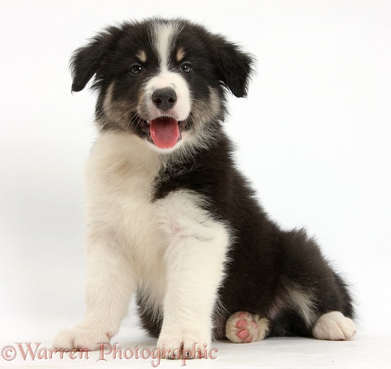 Happy tricolour Border Collie pup sitting, white background