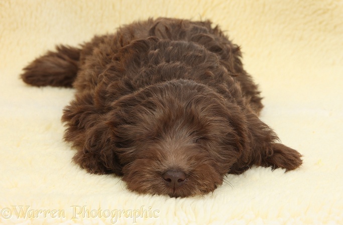 Chocolate Labradoodle puppy, 9 weeks old, sleeping