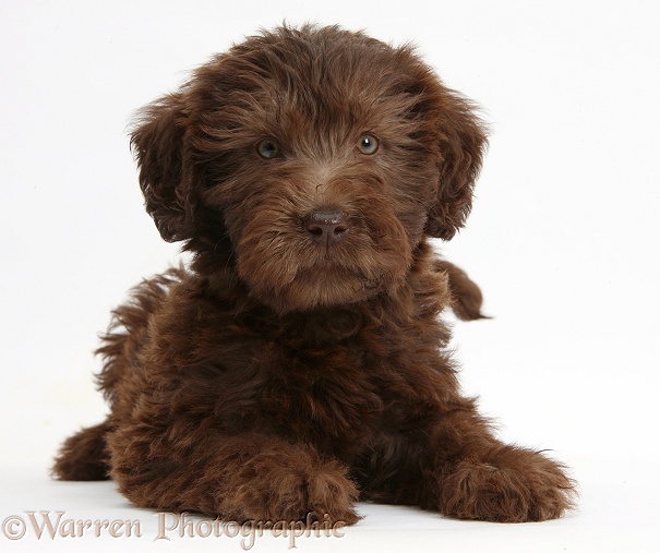 Chocolate Labradoodle puppy, 9 weeks old, lying with head up, white background