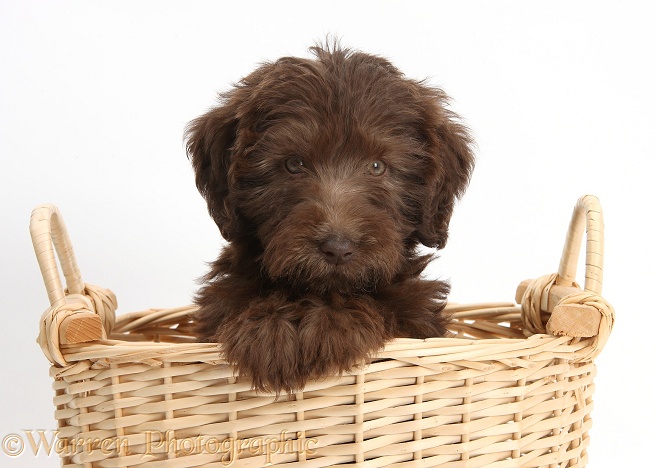 Chocolate Labradoodle puppy, 9 weeks old, in a wicker basket, white background