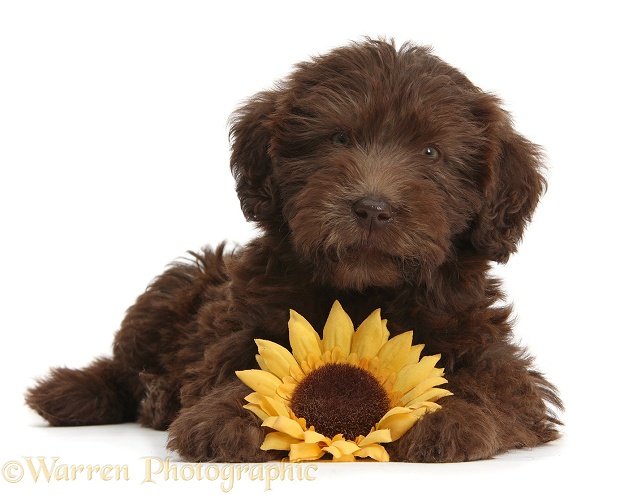 Chocolate Labradoodle puppy, 9 weeks old, with sunflower, white background