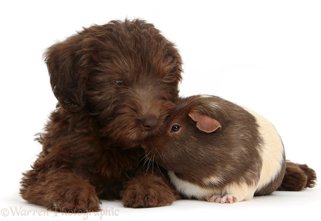 Chocolate Labradoodle puppy, 9 weeks old, with Guinea pig, white background