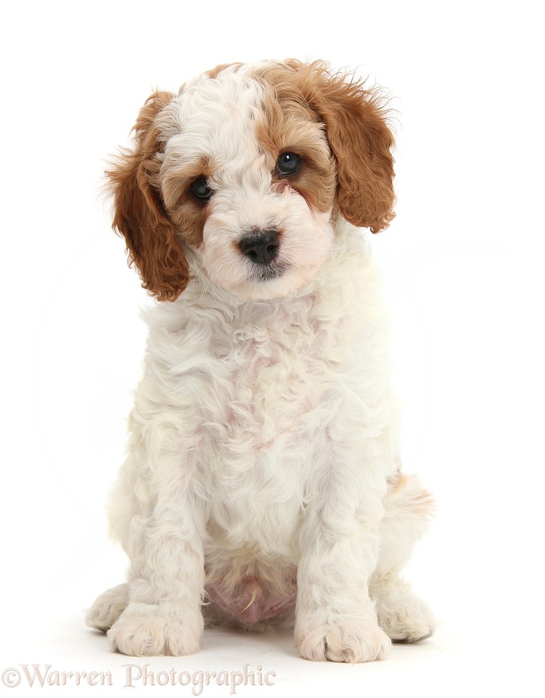 Cute red-and-white Cavapoo puppy, 6 weeks old, sitting, white background
