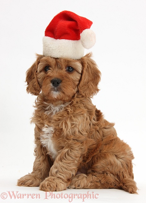 Cute red Cavapoo puppy, 6 weeks old, wearing a Father Christmas hat, white background