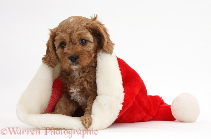 Cute red Cavapoo puppy, 6 weeks old, in a Father Christmas hat, white background