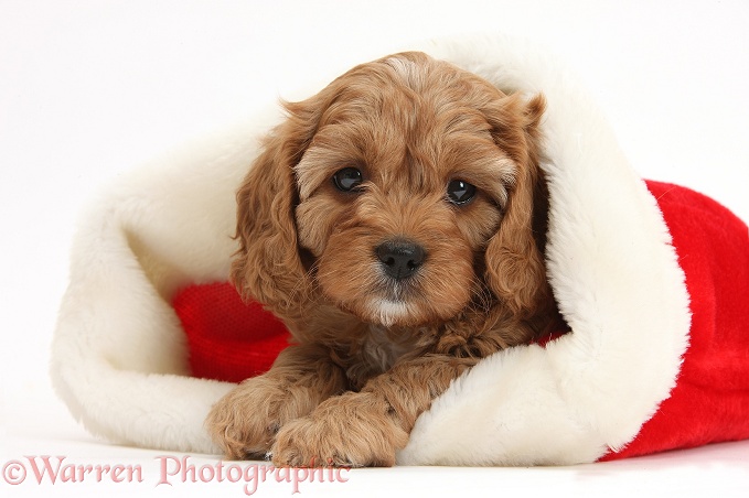Cute red Cavapoo puppy, 6 weeks old, in a Father Christmas hat, white background