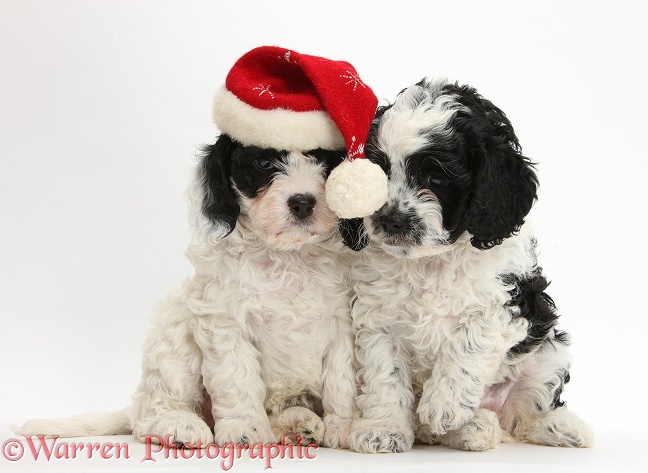 Cute black-and-white Cavapoo puppies, 6 weeks old, wearing a Father Christmas hat, white background