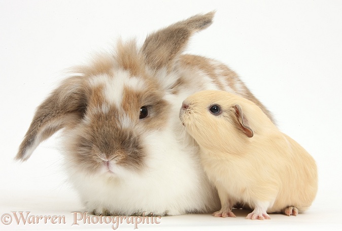 Brown-and-white rabbit and baby yellow Guinea pig, white background