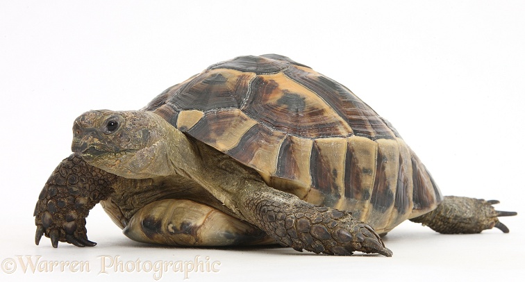 Tortoise, white background