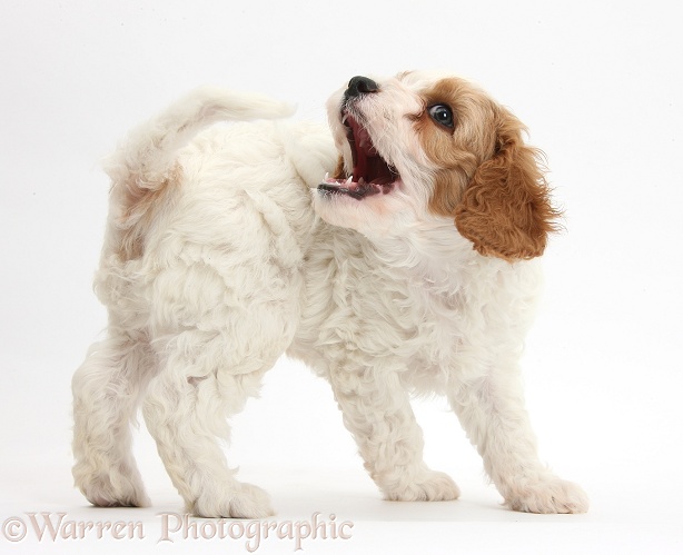 Cute red-and-white Cavapoo puppy, 6 weeks old, chasing his tail, white background