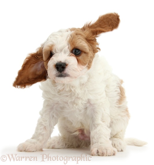 Cute red-and-white Cavapoo puppy, 6 weeks old, shaking, white background