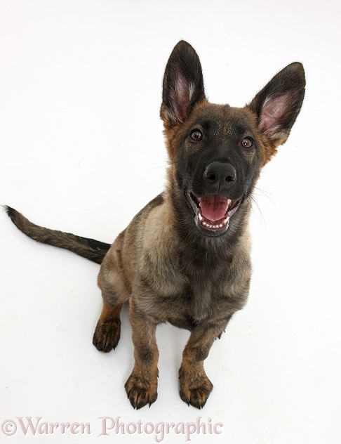 Malinois x Alsatian puppy, 14 weeks old, sitting and looking up, white background