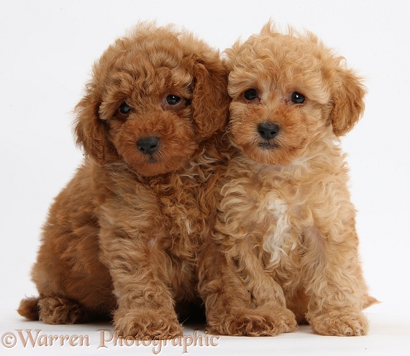 Two cute red Toy Poodle puppies, 8 weeks old, sitting, white background