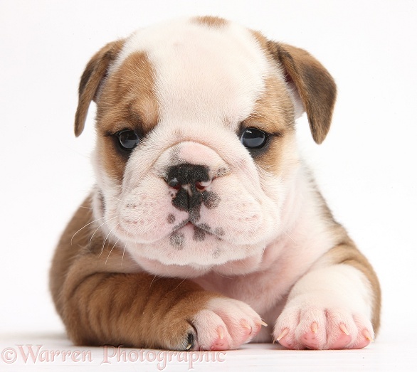 Cute playful bulldog pup, 5 weeks old, lying with head up, white background