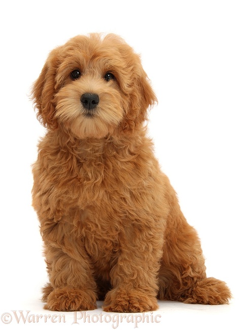 Cute red toy Goldendoodle puppy, Flicker, 12 weeks old, sitting, white background
